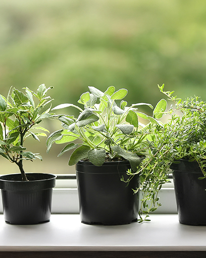 Vier verschieden Kräuter auf einer Fensterbank